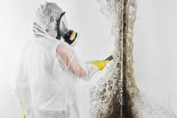 Best Best Mold Removal Companies  in Santa Paula, CA