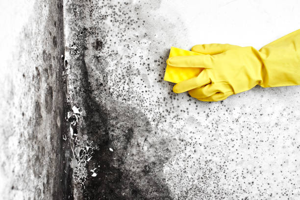 Best Mold Removal Company Near Me  in Santa Paula, CA
