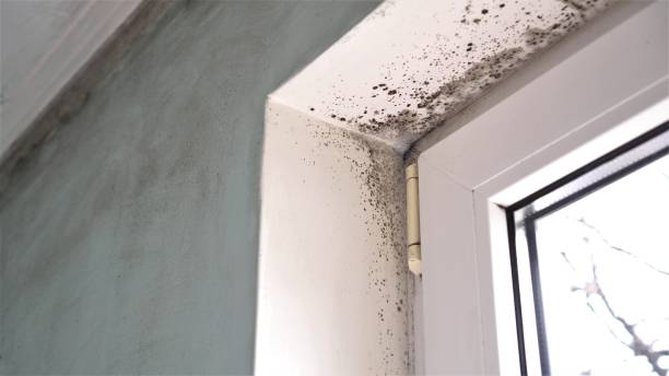 Best Best Mold Removal Companies  in Santa Paula, CA