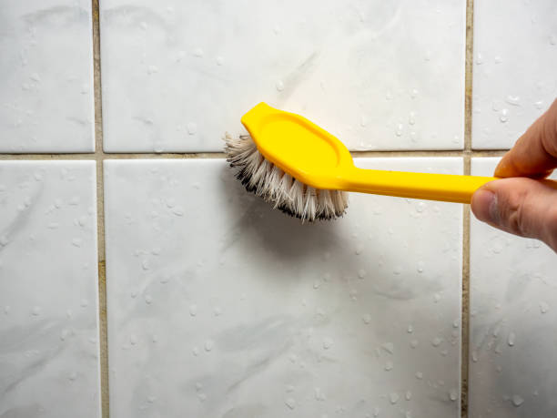  Santa Paula, CA Mold Removal Pros