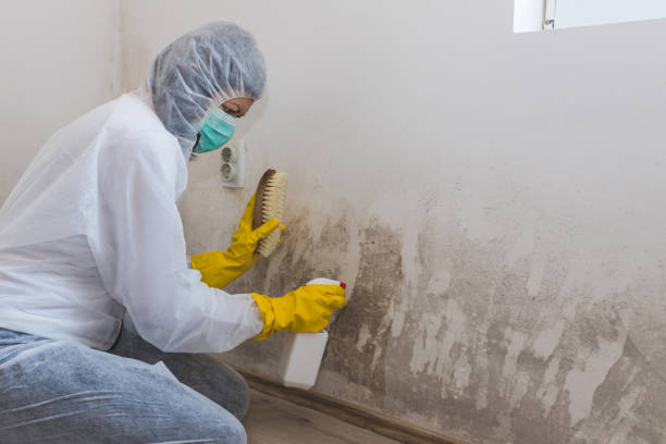Best Professional Mold Removal  in Santa Paula, CA