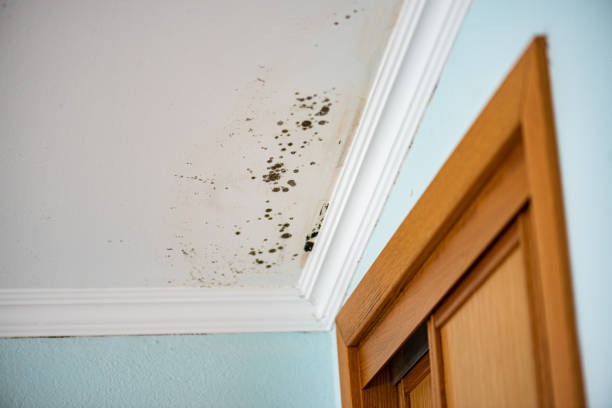 Best Commercial Mold Removal  in Santa Paula, CA