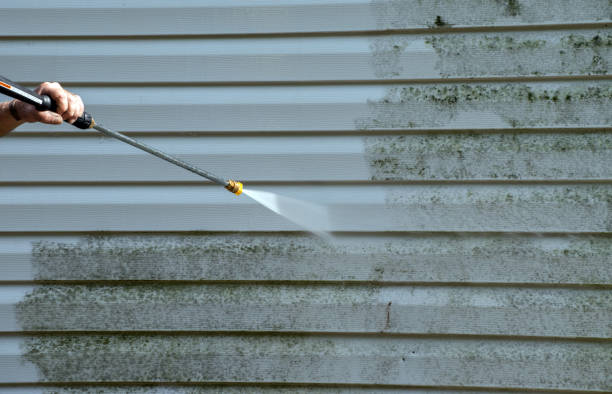 Best Black Mold Removal  in Santa Paula, CA