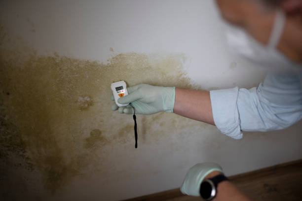 Best Emergency Mold Removal  in Santa Paula, CA