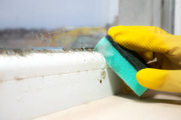 Best Mold Removal Near Me  in Santa Paula, CA