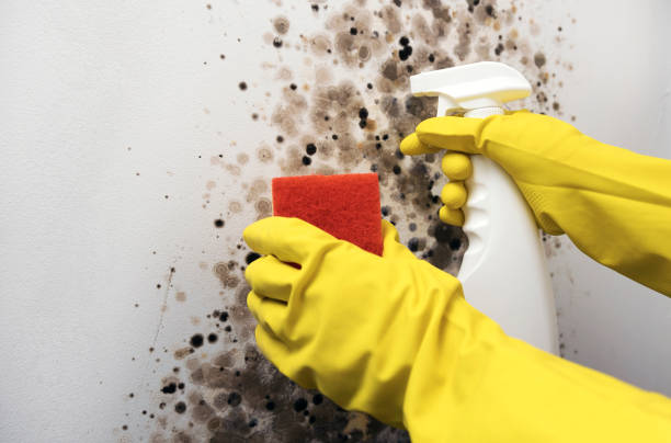 Best Emergency Mold Removal  in Santa Paula, CA