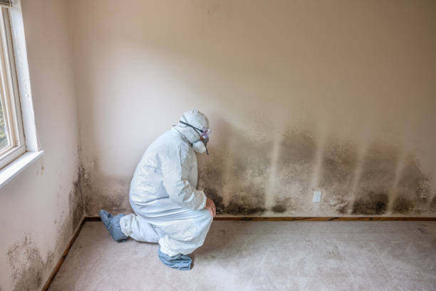 Best Affordable Mold Removal  in Santa Paula, CA