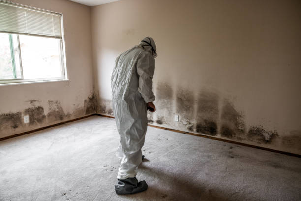 Best Office Mold Removal Services  in Santa Paula, CA