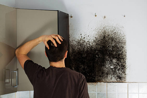 Best Residential Mold Removal  in Santa Paula, CA