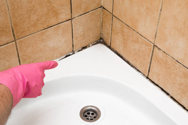 Best Fast Mold Removal  in Santa Paula, CA